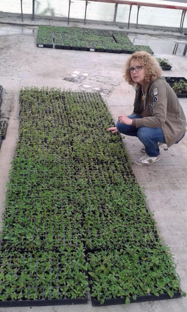 piante con la stevia