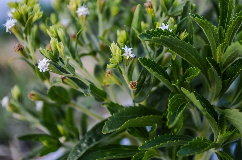 stevia bio mondo