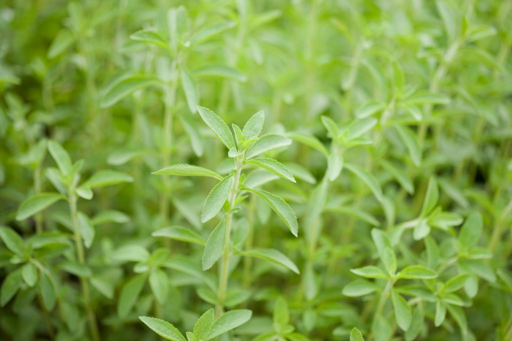 Pianta di Stevia Bio