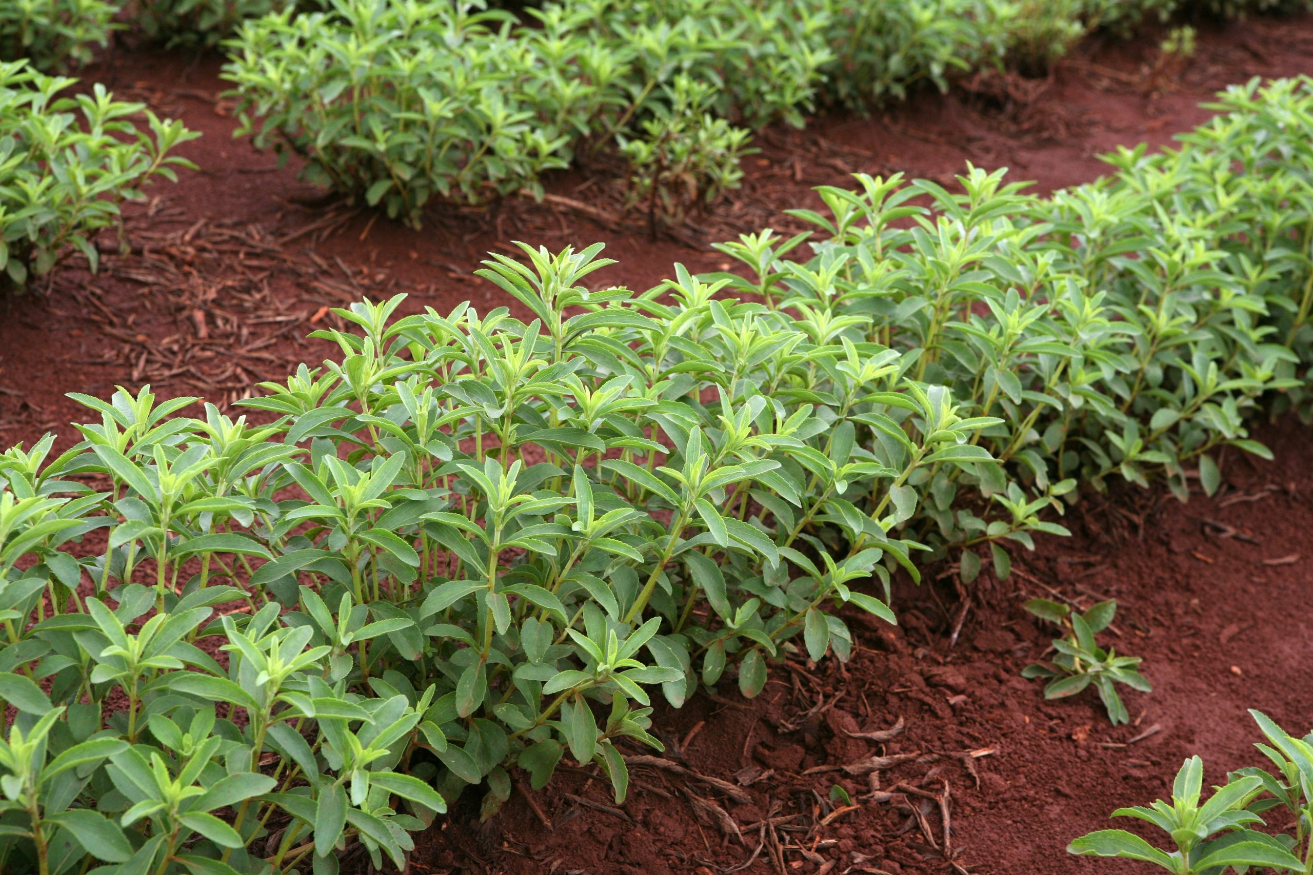Coltivazione di piante di stevia