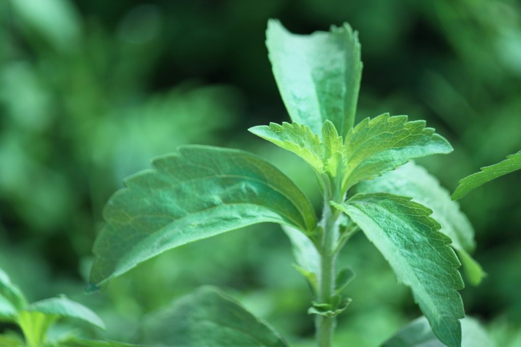 Pianta Stevia Bio