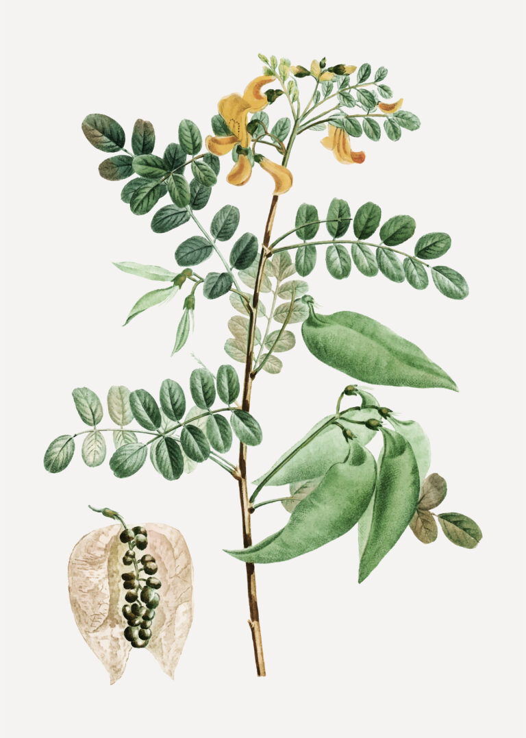 moringa pianta officinale dell'india