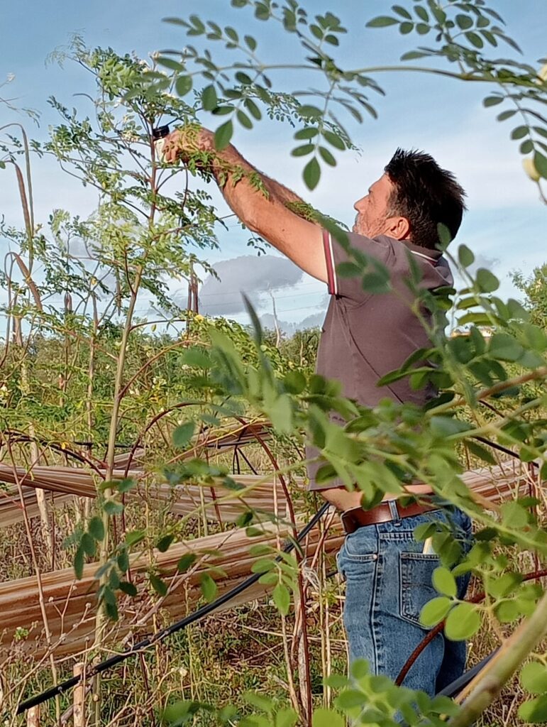 Cristoforo Garroni ama le sue piante di moringa e le pota personalmente in autunno in sardegna il clima è sempre mite