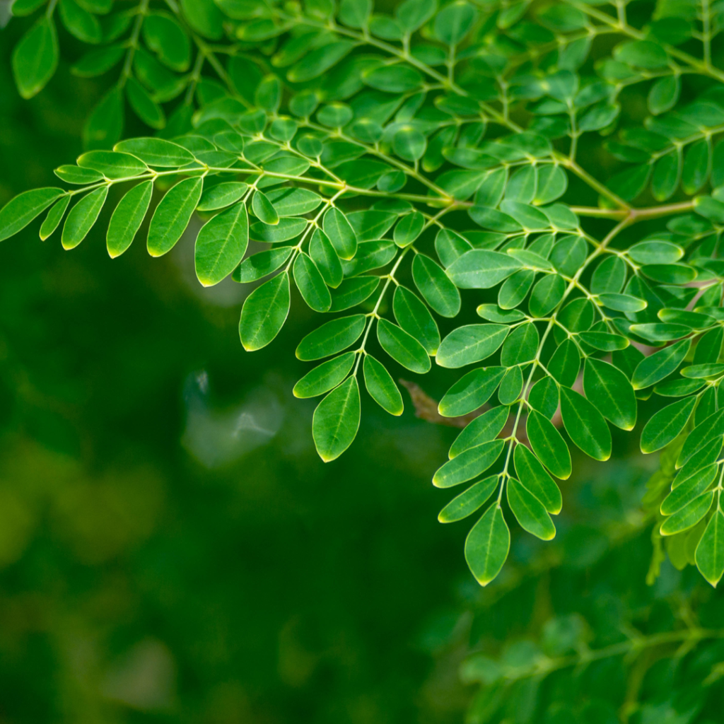 pianta della moringa officinale e proteica sharda moringa