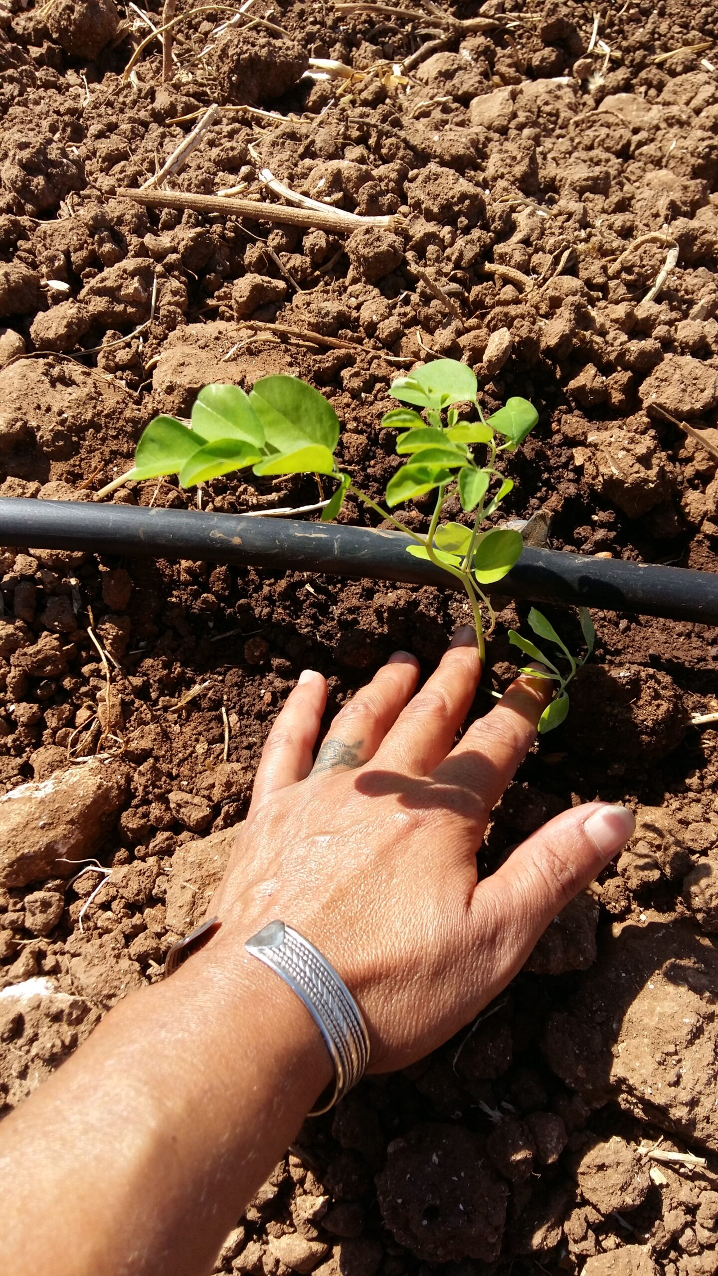 piccole piante di moringa