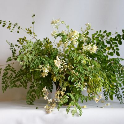 Primo Piano Fioritura Moringa Oleifera Sarda