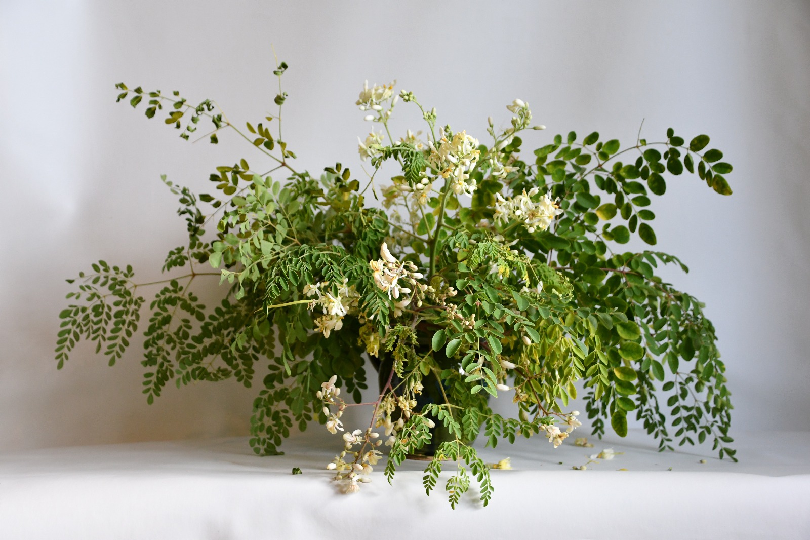 Primo Piano Fioritura Moringa Oleifera Sarda