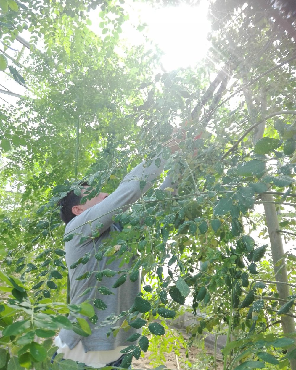 "Cristoforo Garroni mentre pota le piante di moringa nella sua azienda agricola in Sardegna, simbolo di coltivazione sostenibile."