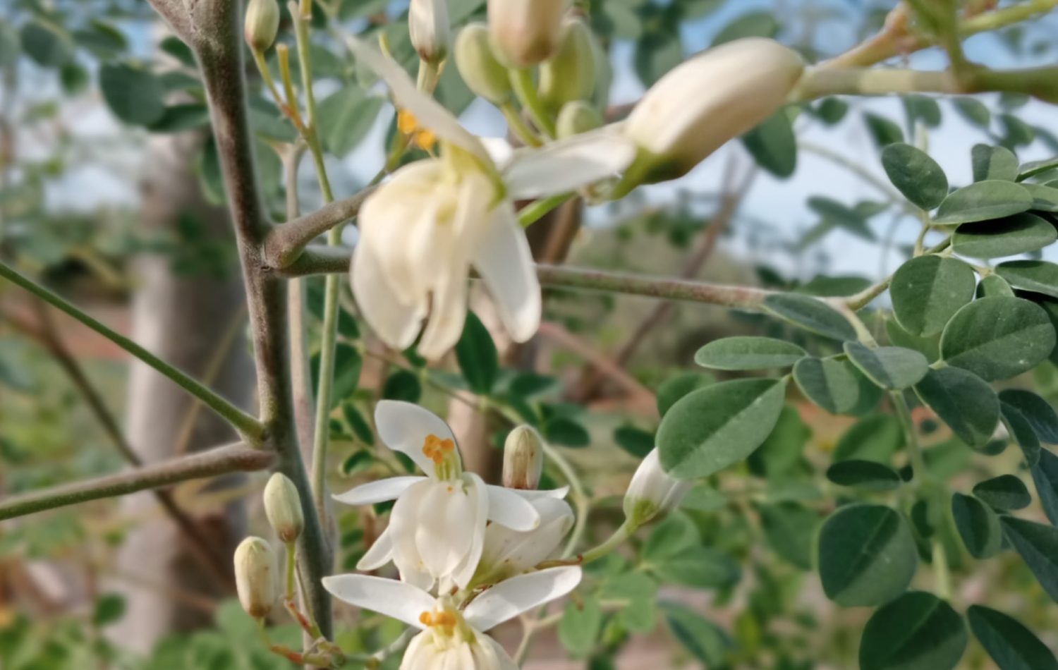 "Foglie di Sharda Moringa raccolte a mano in Sardegna: freschezza e benessere direttamente dal produttore."